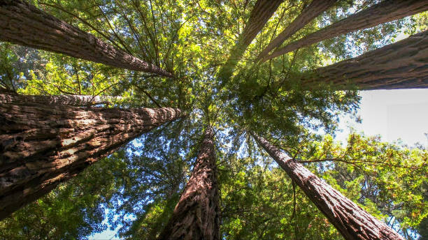 How Our Tree Care Process Works  in Dodgeville, WI